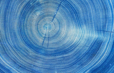 Detailed macro view of felled tree trunk or stump. Blue organic texture of tree rings with close up...