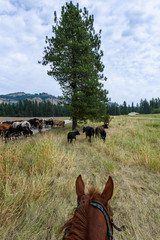 Cattle drive from the perspective of wrangler, grassland, tree, sky, and cattle, Eastern Washington...