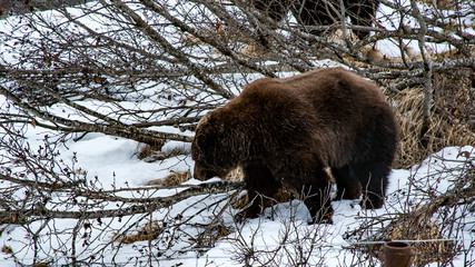 Grizzly Bear In the snow