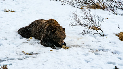 Grizzly Bear Chewing on a Bone in the snow
