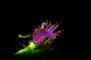 Pleurolidia Burn nudibranch with high details black background