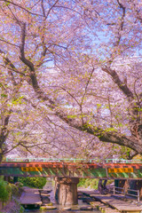 二ヶ領用水（宿河原堤桜並木）の桜