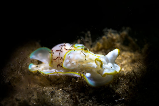 An Australian yellow bubble snail 