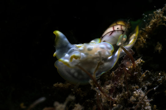A beautiful shot of a Miniature Melo or bubble snail with black background