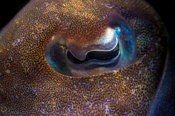 A close up photo of a cuttlefish eye with high details