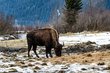 Bison in the snow in Alaska