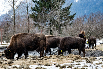 Bison in the snow in Alaska