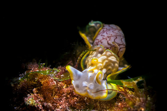 A beautiful shot of a Miniature Melo or bubble snail with black background