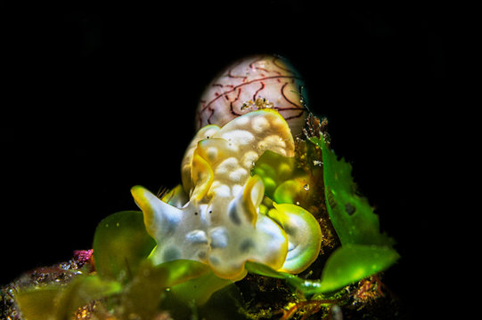 A beautiful shot of a Miniature Melo or bubble snail with black background