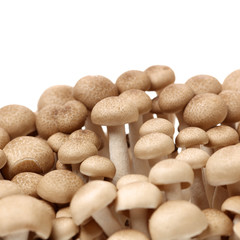 brown beech mushroom on white background 