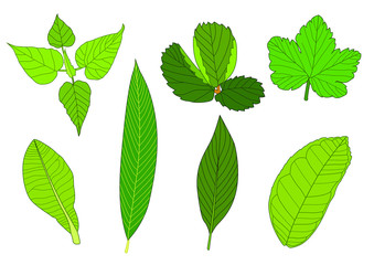 Green Leaves fresh abstract isolated on white background illustration vector