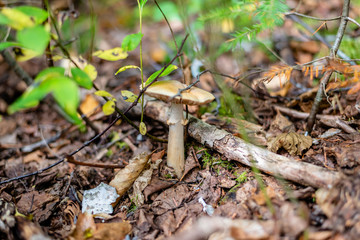 Different types of mushrooms in the forest