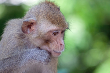 可愛いサル