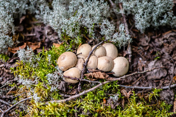 Puffball Mushroom in the forest