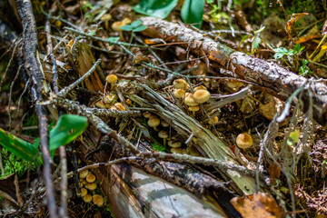 Different types of mushrooms in the forest