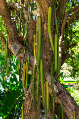 Candle tree (Parmentiera cereifera) with hanging fruit