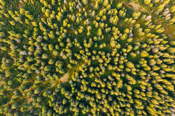 Aerial drone photography of a giant mountains forest. Czech Republik/Poland.