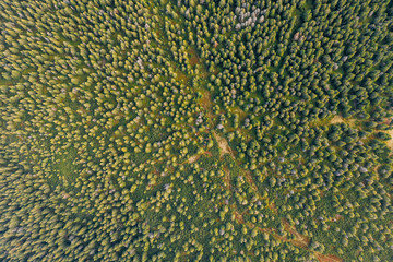 Aerial drone photography of a giant mountains forest. Czech Republik/Poland.