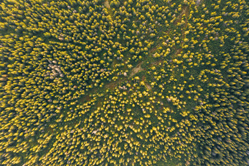 Aerial drone photography of a giant mountains forest. Czech Republik/Poland.