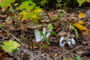 Different types of mushrooms in the forest