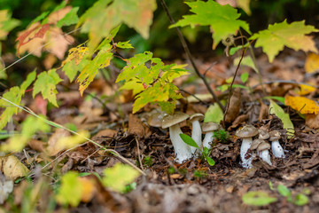 Different types of mushrooms in the forest