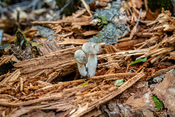 Different types of mushrooms in the forest