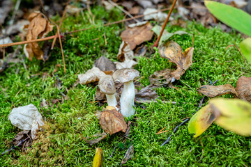 Different types of mushrooms in the forest