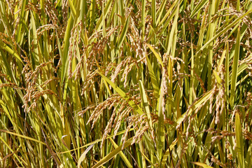 稲穂と磐梯山（福島県・猪苗代町）