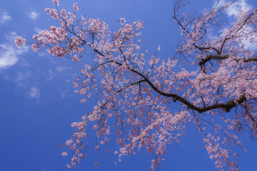 小石川後楽園の枝垂れ桜