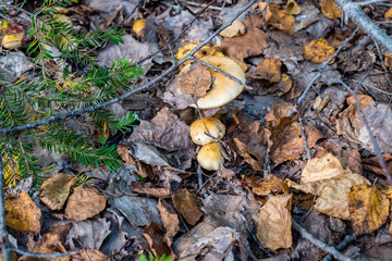 Different types of mushrooms in the forest