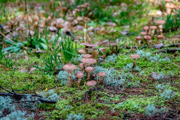 Obraz premium Honey mushrooms in the forest 