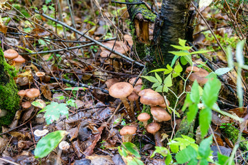 Honey mushrooms in the forest 