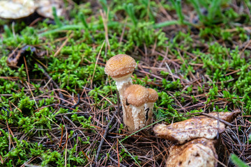 Honey mushrooms in the forest 