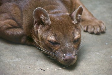 CRYPTOPROCTA FEROX, aka fossa is a large catlike preditory mammel. Pawing itself clean sleeping