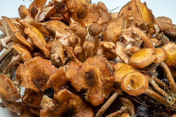Honey mushrooms in the forest 