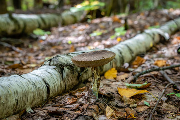 Birch bolete or Leccinum scabrum
