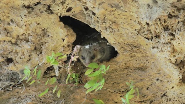A sleepy dormouse peeks out of his burrow during the daytime.