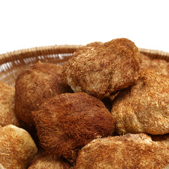 hericium erinaceus on white background