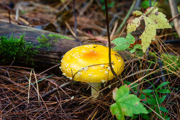 The fly agaric or fly amanita