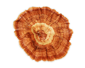 Ganoderma Lucidum Mushroom isolated on white background.Herbs for health.