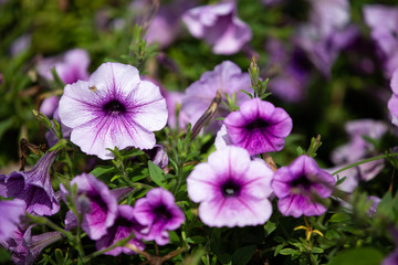 Fototapeta premium Petunia (Petunia hybrida) flowers in the garden, Purple colour, Close up & Macro shot, Selective focus, Abstract pattern background