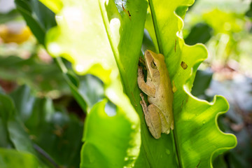 Frog, Polypedates leucomystax,polypedates maculatus on Green leaf texture background, Bird's nest fern, Asplenium nidus, Rainy season