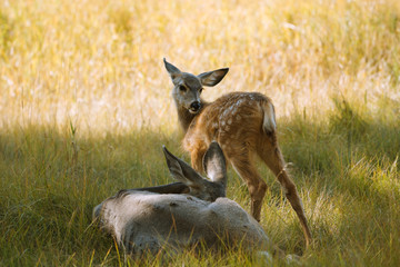Elk calf with mother in grass during sunny autumn day in Yukon