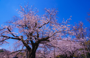 井の頭公園の満開の桜