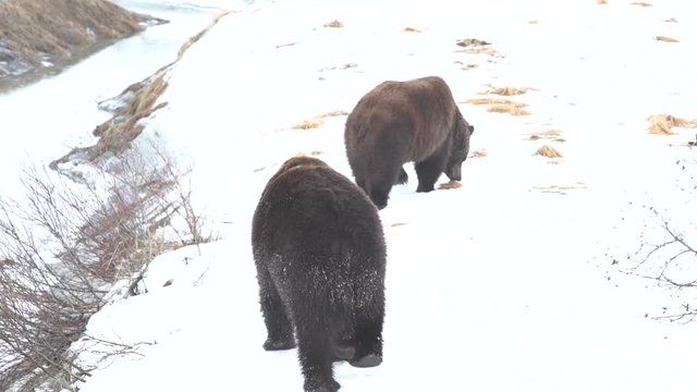 Grizzly Bears in the Snow in Alaska