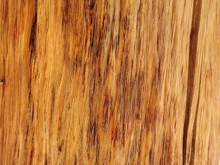 tree bark background