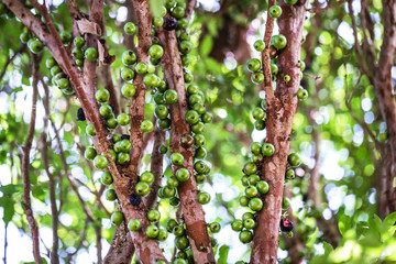 branches from a tree known as jaboticabeira or jabuticabeira, a Brazilian fruit tree of the mirtaceae family. Its fruit, called jabuticaba or jaboticaba is used in drinks or sweets.