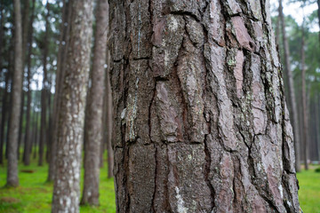 close up peel of pine tree