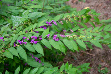ムラサキシキブ