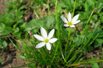 タマスダレの花